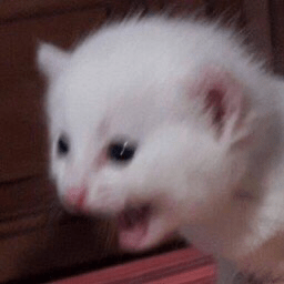 :kitty_rage: