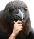 :crow_think: