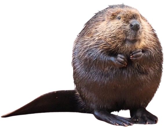 :ovalbeaver: